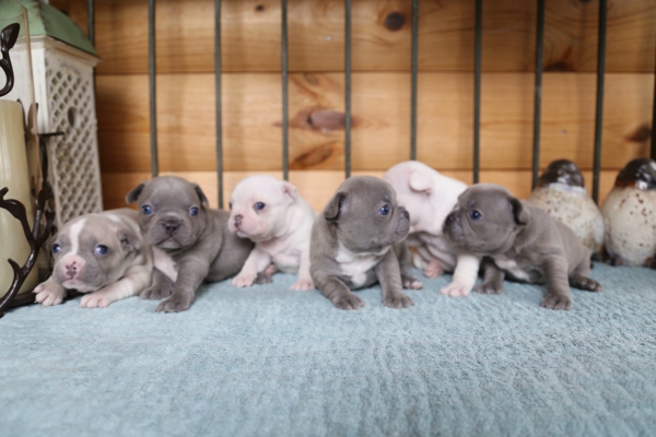 Wendy Steffesmeier French Bulldog Puppies